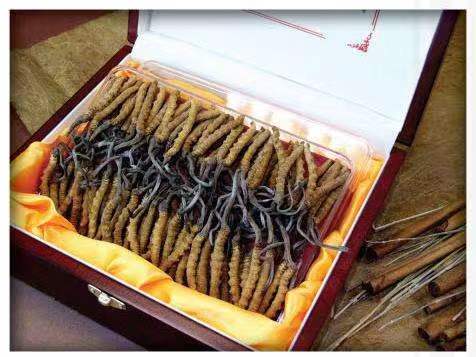 若尔盖冬虫夏草回收